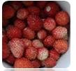 Frozen Wild Strawberry 2011 crop