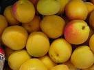 apricot
