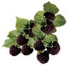 Frozen Wild Blackberries