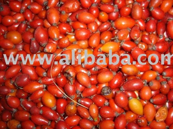 Frozen Rose Hips- Rosa   Canina 