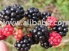 Frozen Blackberry