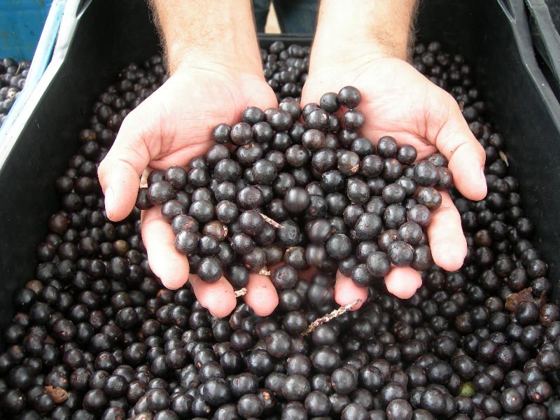  Acai   Puree 