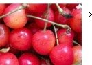 Frozen Cherry