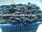 Frozen Mulberry---IQF