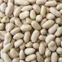 round  blanched peanut kernel