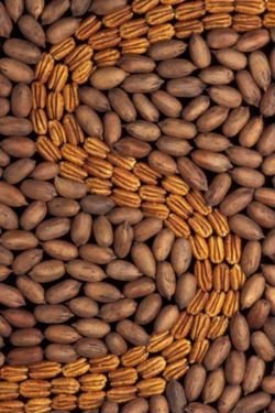 pecan nuts