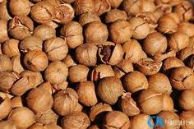 pecan nuts