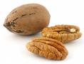 shelled pecans (pecans without shell) pieces