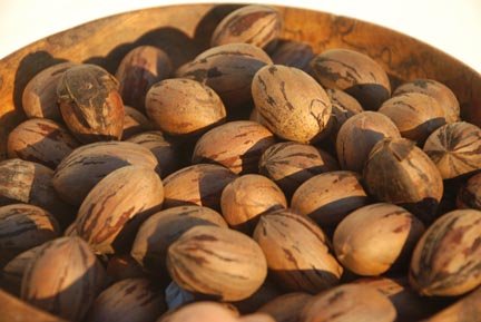  pecan   nut s for sale