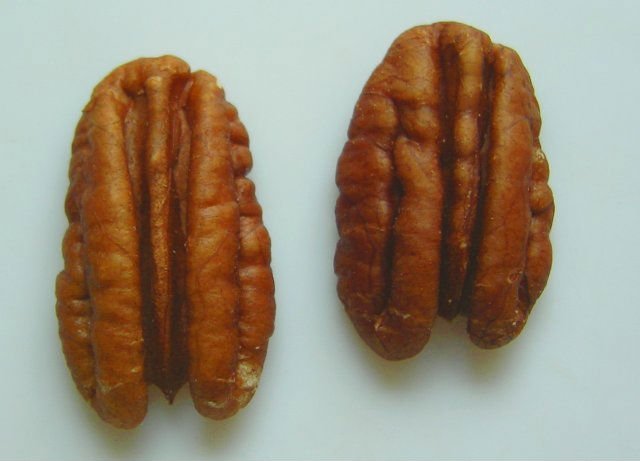 Fresh pecan Nuts