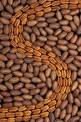 pecan
