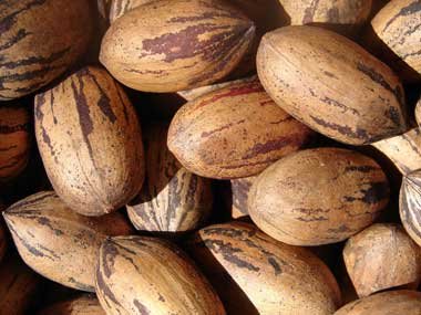 CHEAP PECAN NUTS AVAILABLE