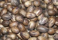 Organic  Pecan s Shell Fruits Nuts