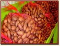 Whole Pecan Nuts