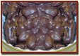 Chocolate Covered Pecans