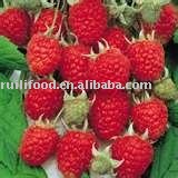  wild   raspberry 