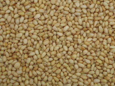 Pine Nut Kernels for sale