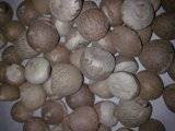 BETAL NUTS (Areca catechu)