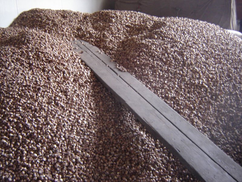 Dried Quality Betel nuts for sale