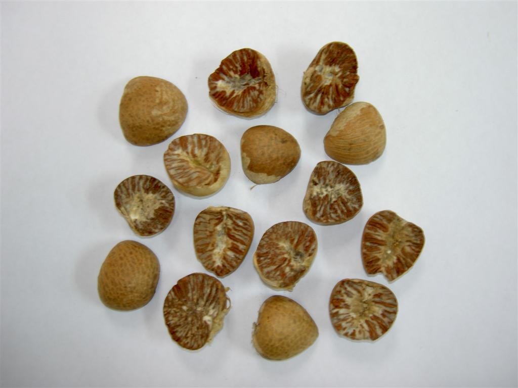 Betel Nuts For Sale
