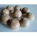 Betel Nuts