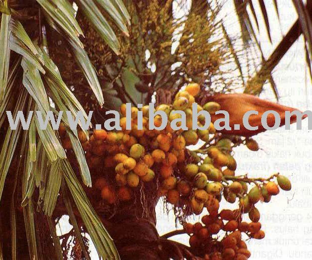 betel nuts