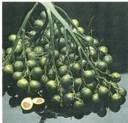 Betel Nut