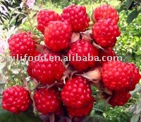 red raspberry , iqf raspberry