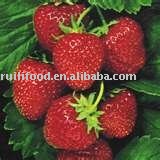 ruili food ```` frozen red strawberry,iqf  red strawberry
