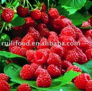 frozen raspberry,iqf raspberry,raspberry on hot sell