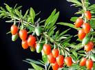 Wolf berry Leaf