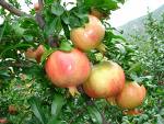 Spine Wild Pomegranate
