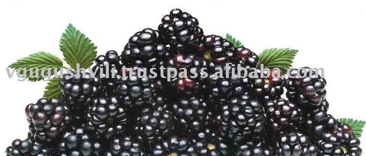 IQF FROZEN BLACKBERRY