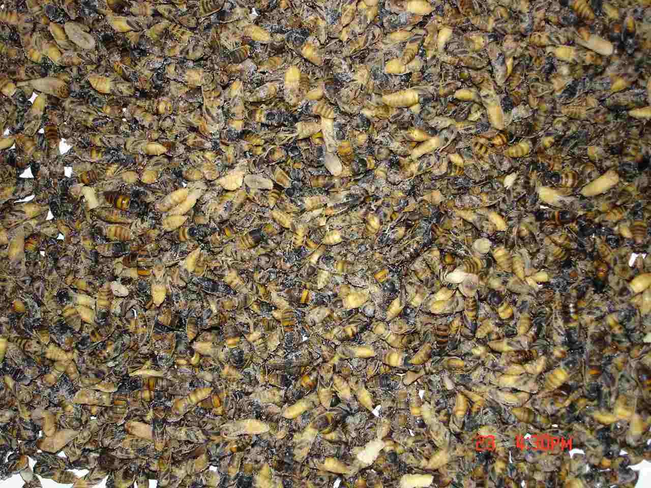 Frozen Bee's imago