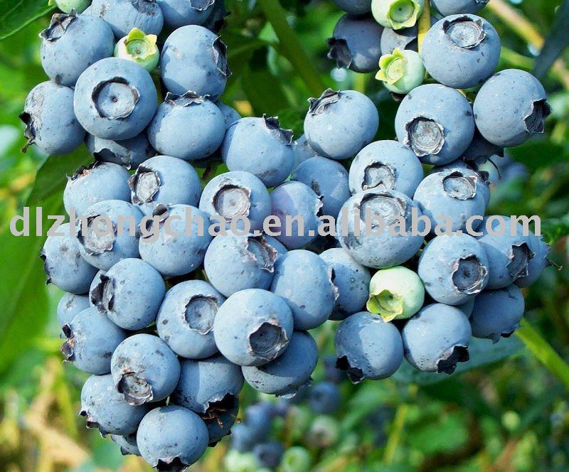 Frozen fruit blueberry