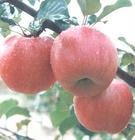 Fresh Red Fuji Apple