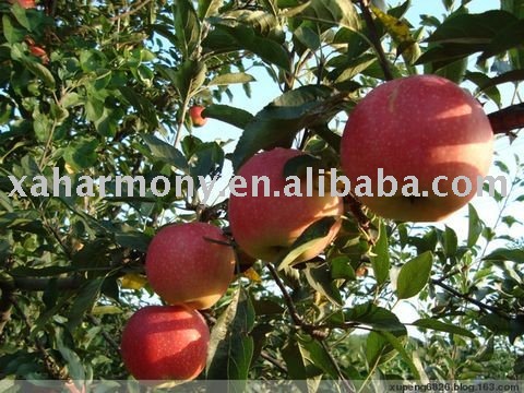 Gala Apple from Shaanxi, China
