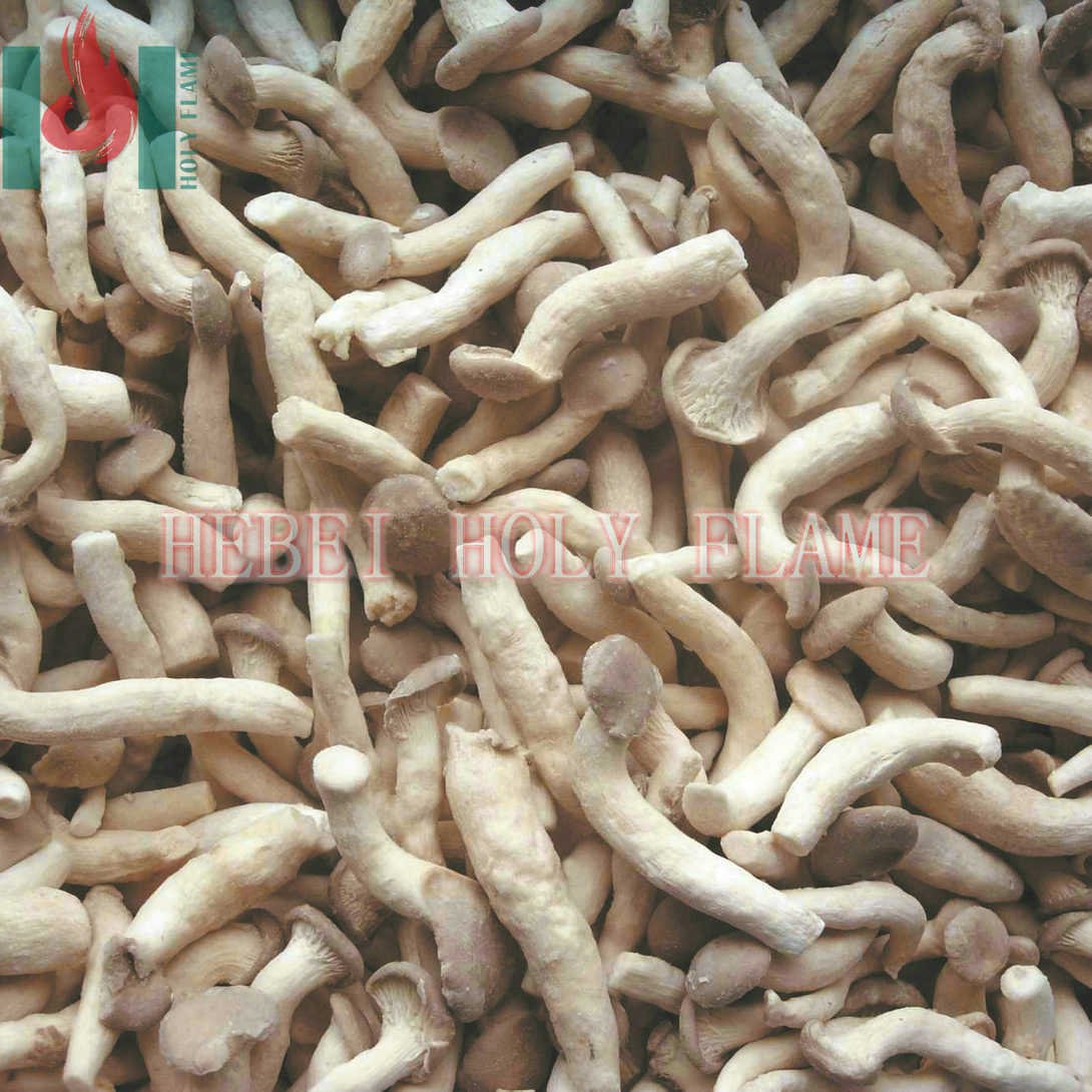frozen white mushroom