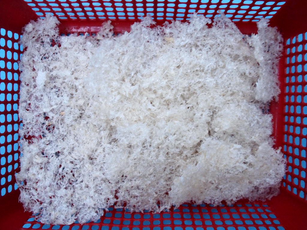 QC-555 : Yenping White Nest
