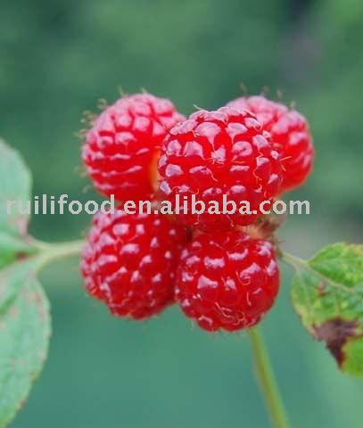 fresh fruit  strawberry , iqf strawberry , frozen strawberry