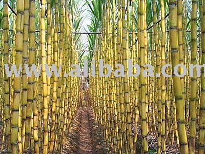 Cane Suger