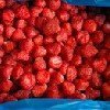 Quick-friezed strawberry
