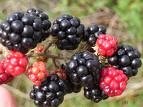 Frozen Blackberry