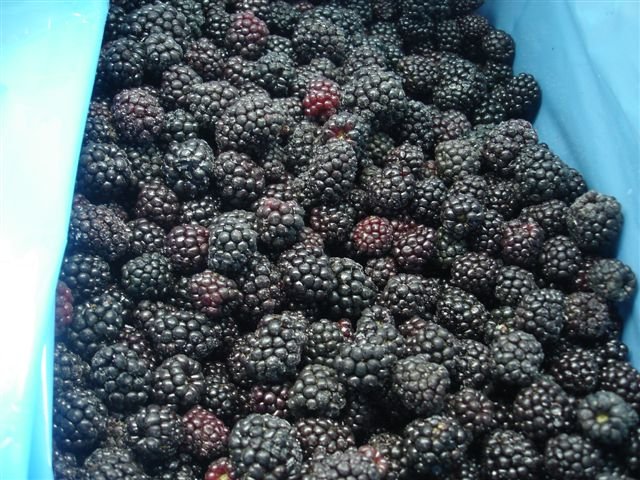 Blackberries