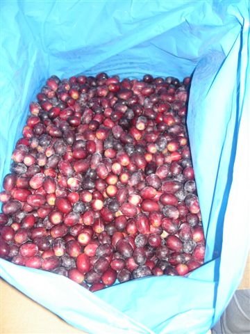 Frozen Grapes