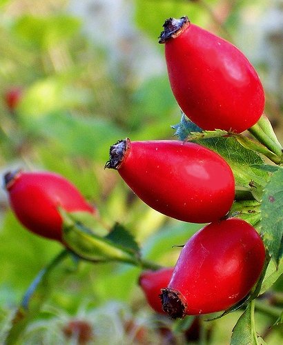 IQF Wild Rose Hip