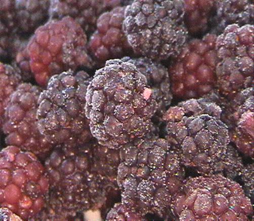  Frozen   Blackberry   IQF 