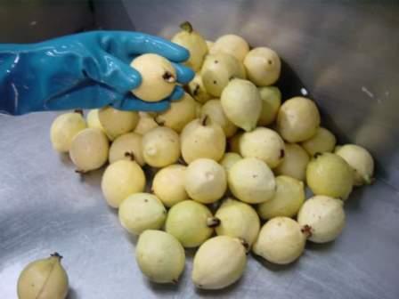  Frozen   Guava 