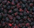 IQF Boysenberries