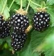 IQF Blackberries